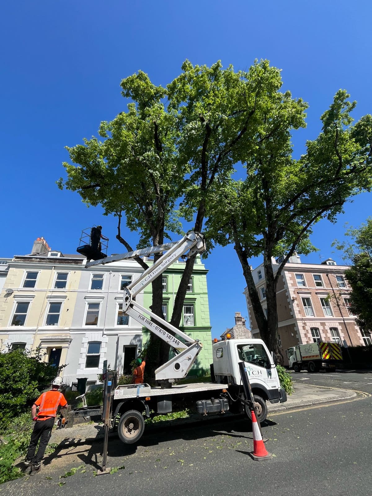 Tree Surgeons Woolwell