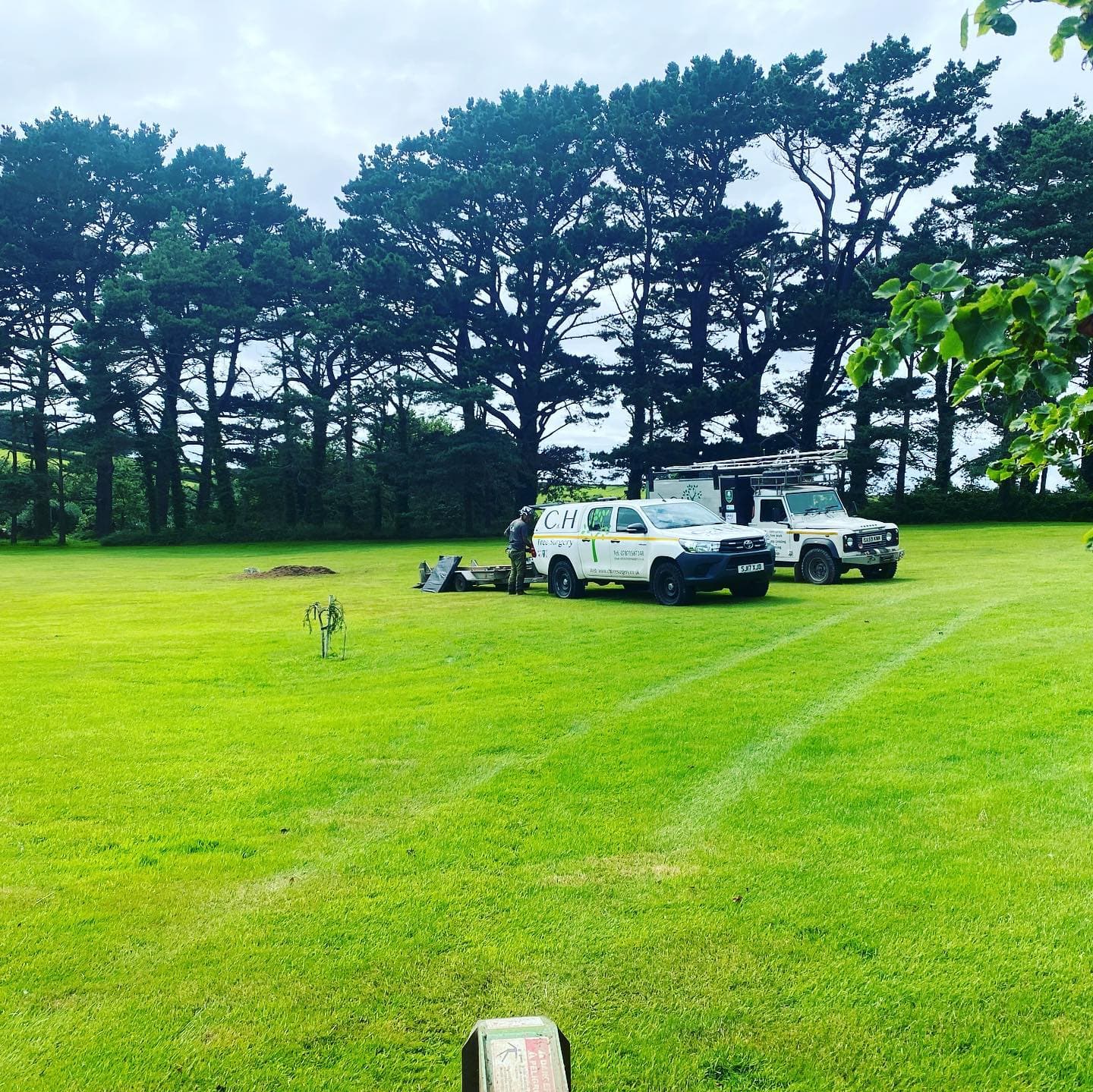 Tree Surgeons Whitleigh