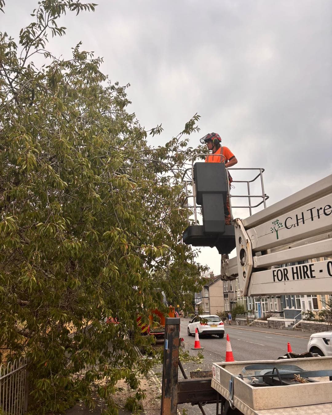 Tree Surgeons Plymstock