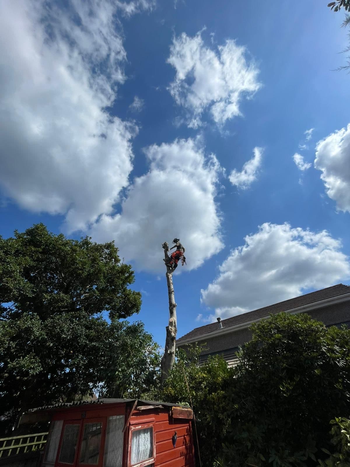 Tree Surgeons Newton Ferrers