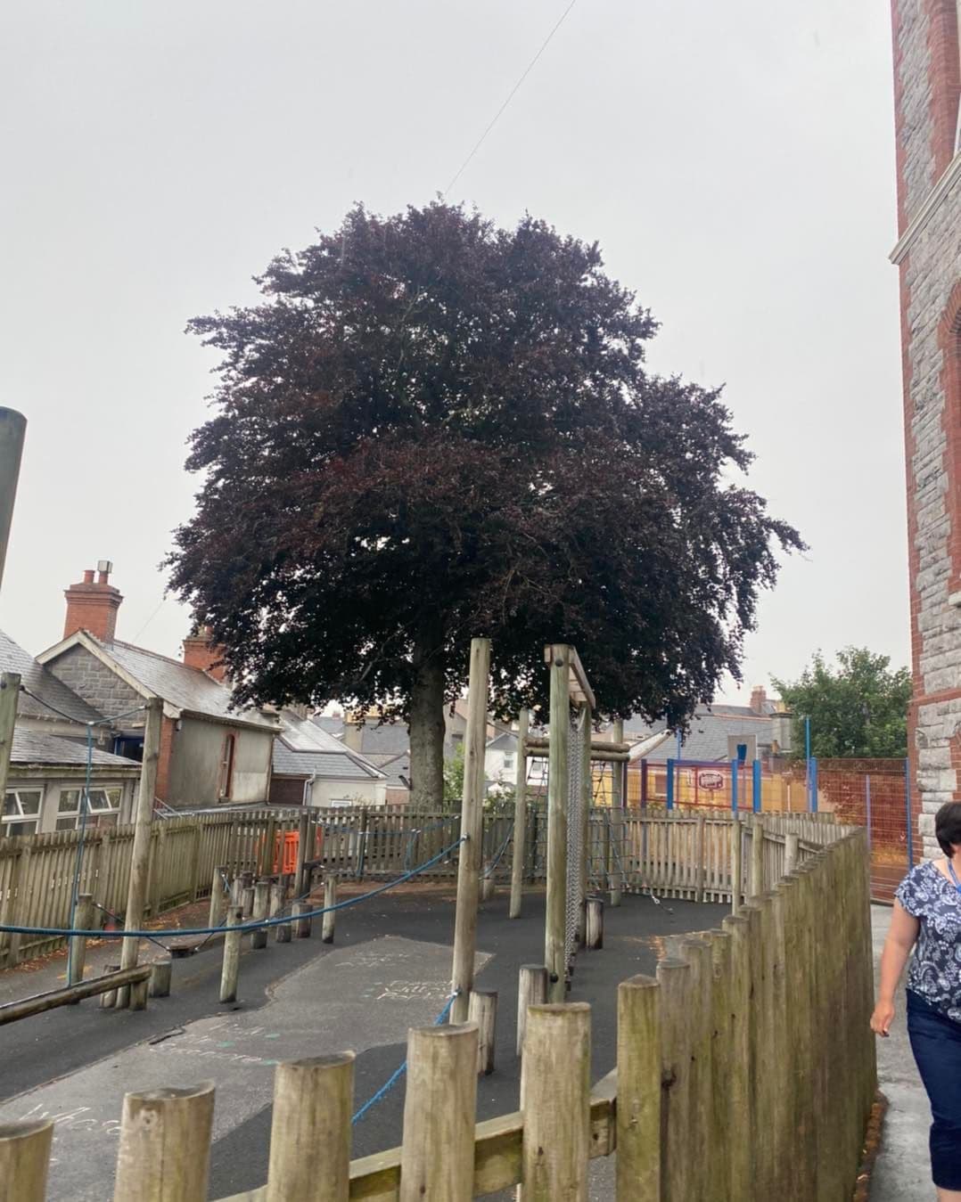 Tree Surgeons Sparkwell