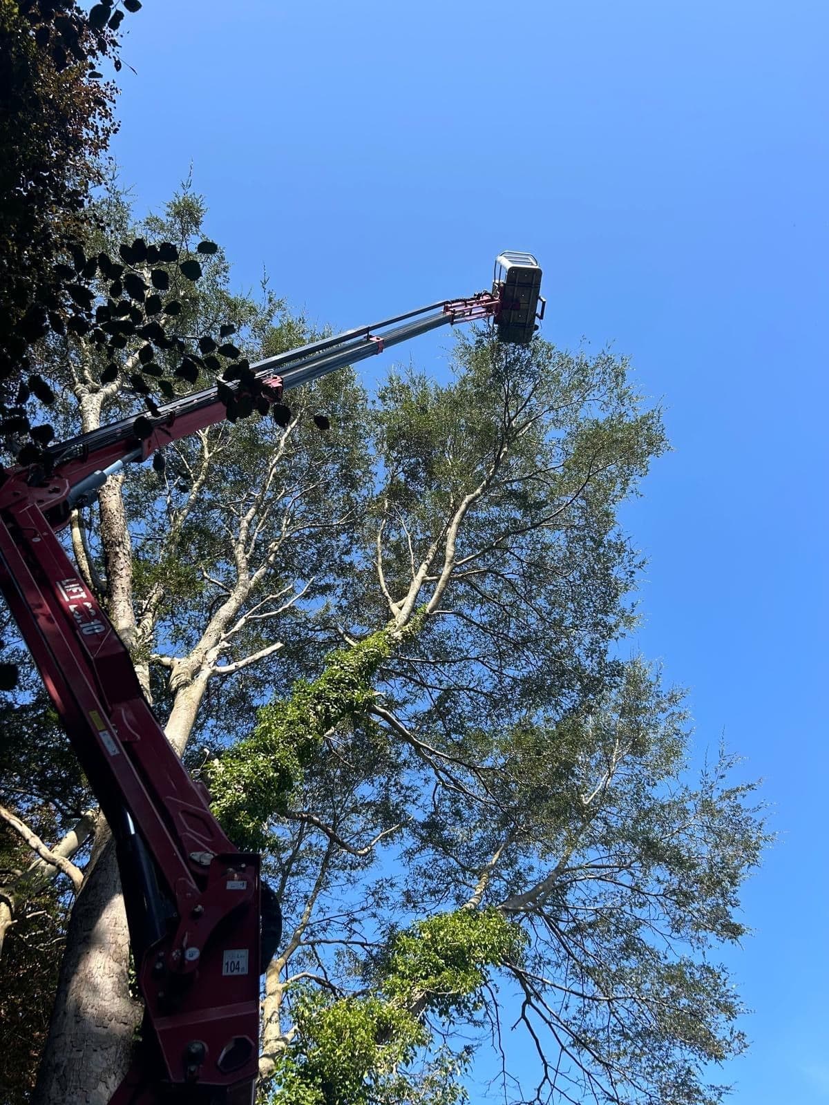 Tree Surgeons Yealmpton