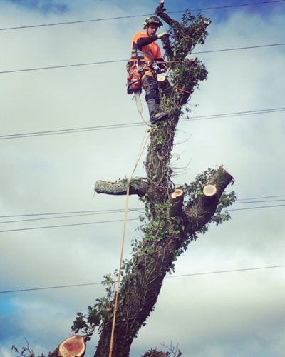 IMG_7009-400x500 Tree Surgery Plymouth, look no further if thinking "where can i hire"
