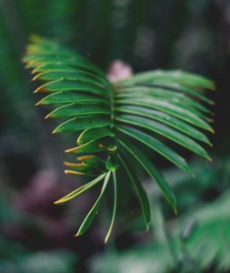 Tree Surgery Services Plymouth