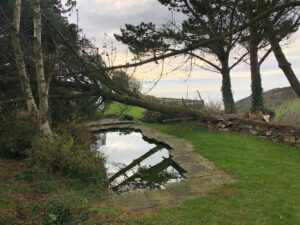 Emergency Call Out Tree Surgeon Plymouth