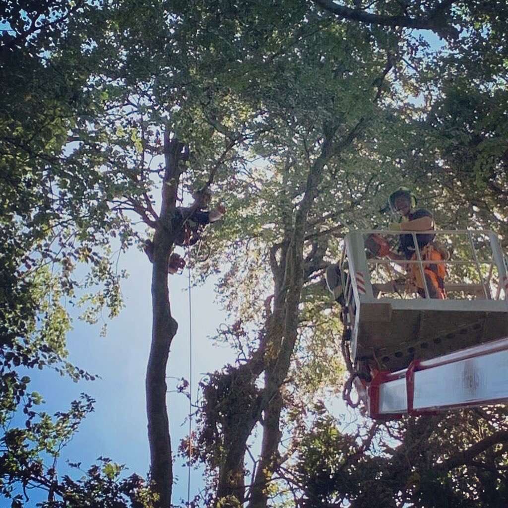 tree surgeons plymouth