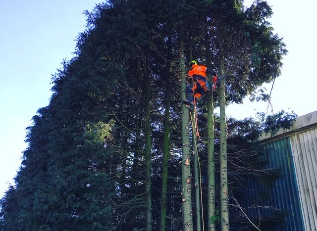 How To Keep Trees Healthy