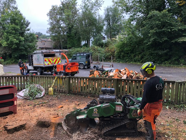 Tree surgery Plymouth Services