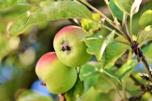 Apple fruit tree pruning to produce more fruit