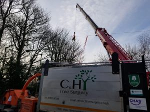 tree removal newton ferrers