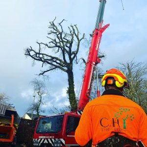 tree removal salcombe