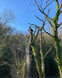 tree surgeons modbury