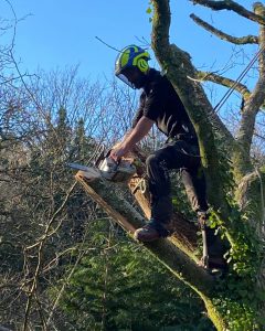 tree removal torpoint