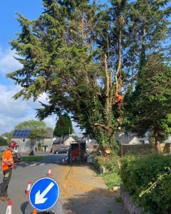 tree removal whitleigh