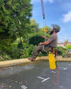 tree removal plymstock