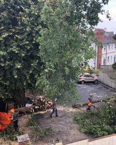 tree removal wotter
