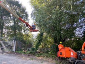 tree removal kings bridge