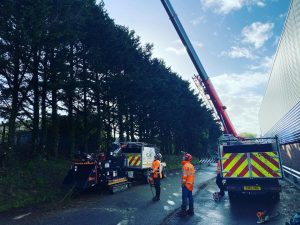 tree removal saltash