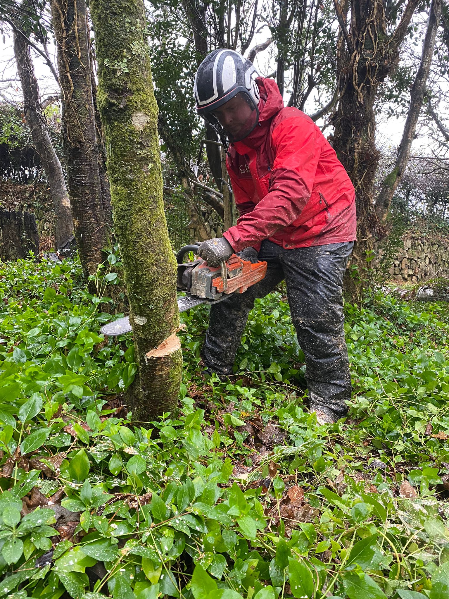 plymouth tree felling