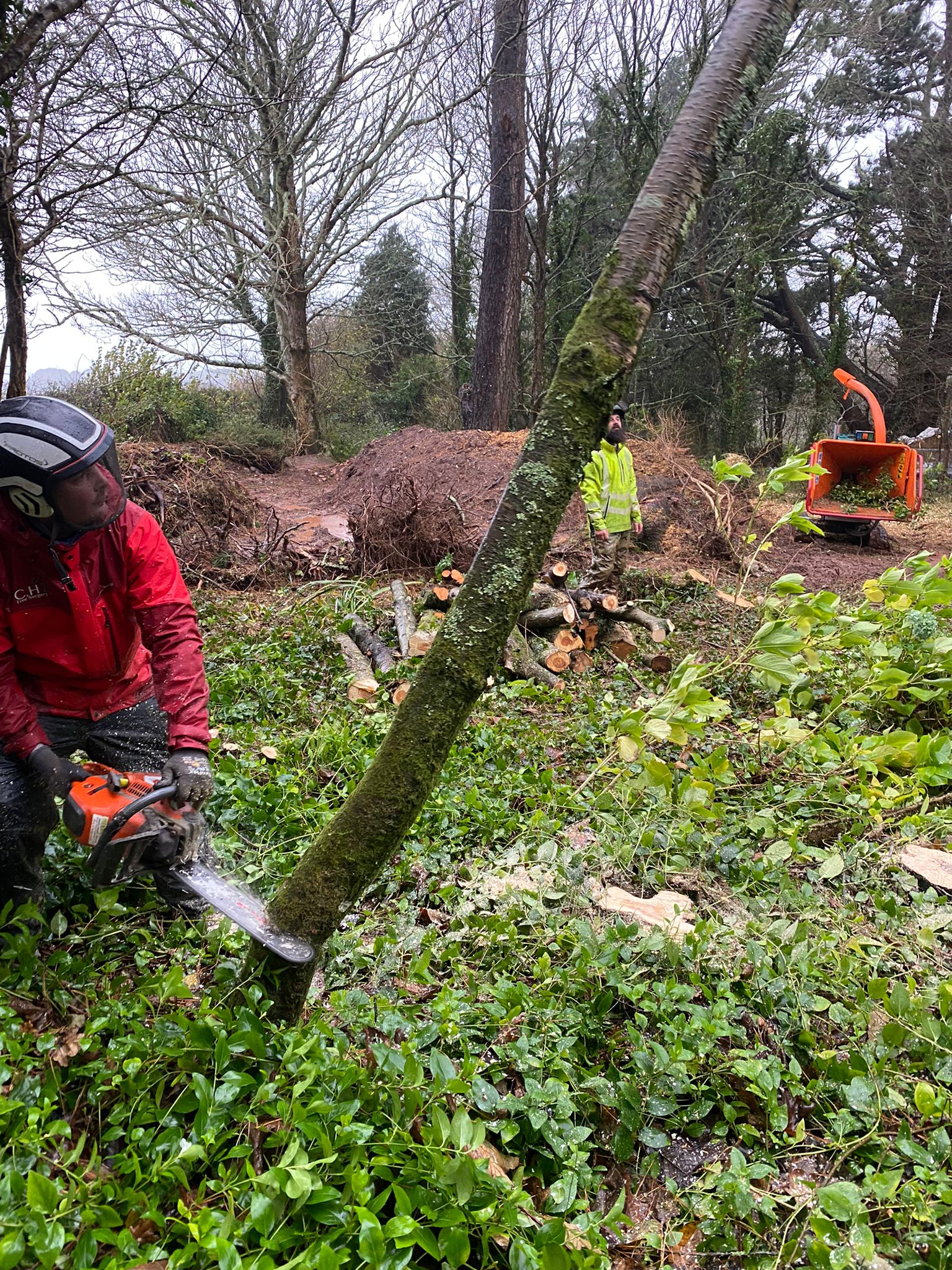 plymouth tree felling