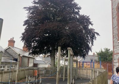 tree removal plymouth