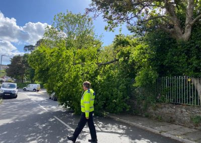 emergency trees services plymouth
