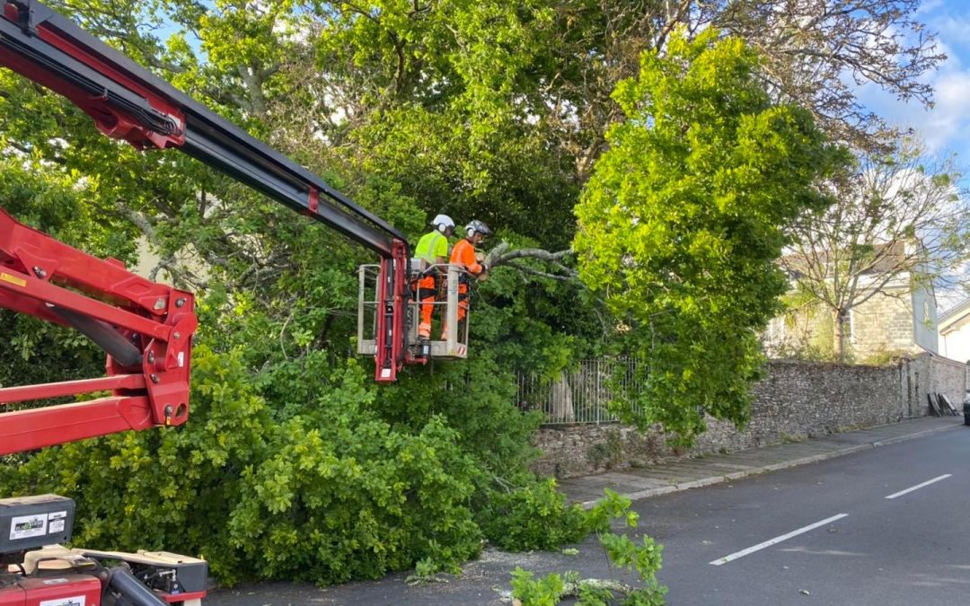 plymouth emergency tree services