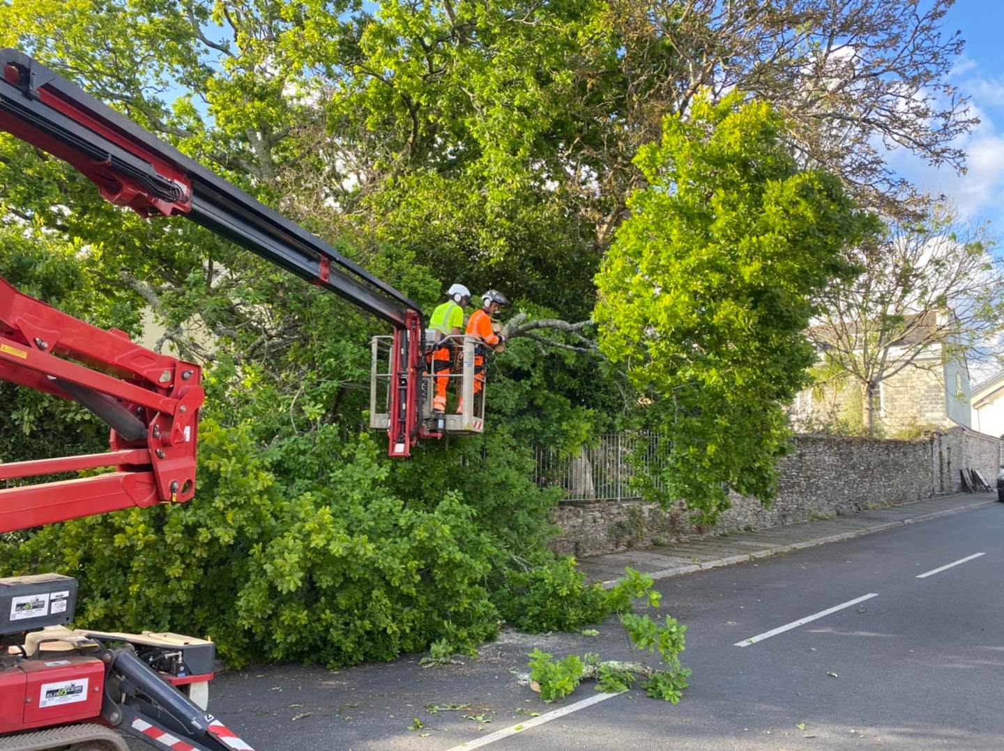 plymouth emergency tree services